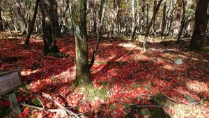 紅葉の絨毯