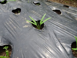 7.2 ⑧　空芯菜