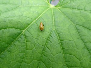 7.2 ⑭　ウリハムシ
