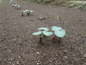 7.2 ⑤　オクラ発芽